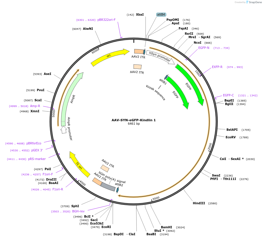 203733-plasmid-map-sequence-id-402640