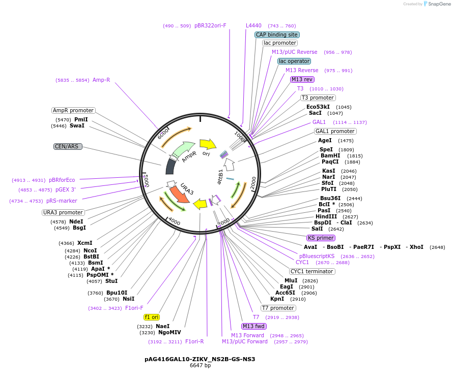 203477-plasmid-map-sequence-id-402647