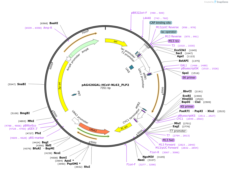 203502-plasmid-map-sequence-id-402648