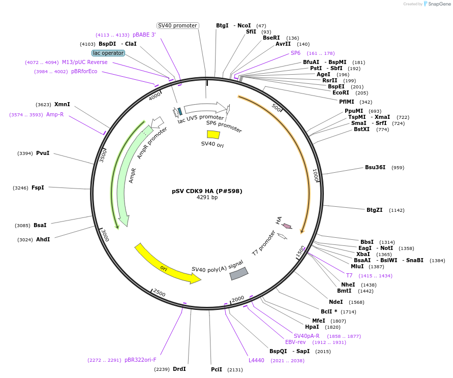 14638-plasmid-map-sequence-id-402650