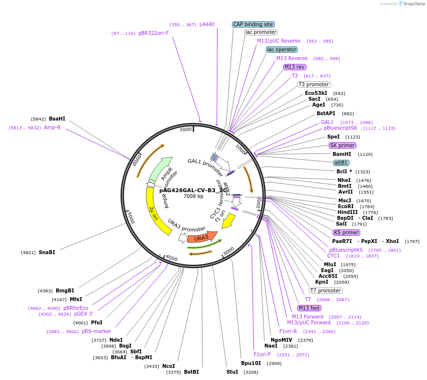203499-plasmid-map-sequence-id-402652