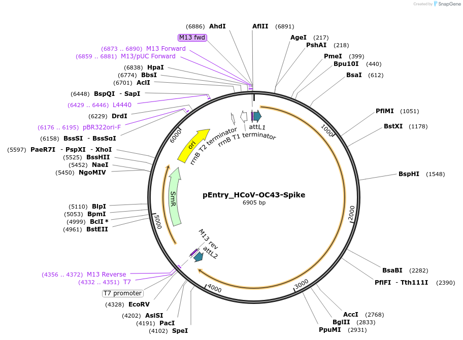 168951-plasmid-map-sequence-id-402657