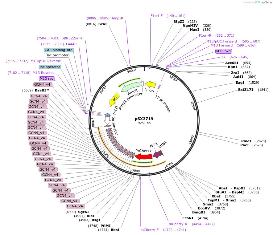 200763-plasmid-map-sequence-id-402659