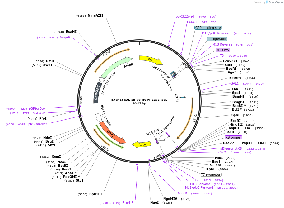 201937-plasmid-map-sequence-id-402673