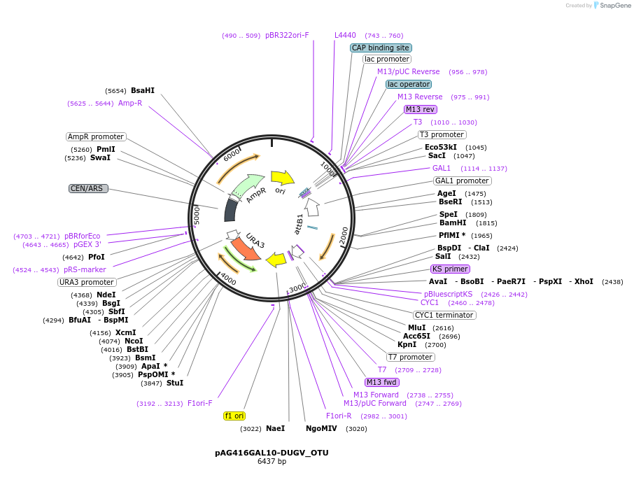 203463-plasmid-map-sequence-id-402679