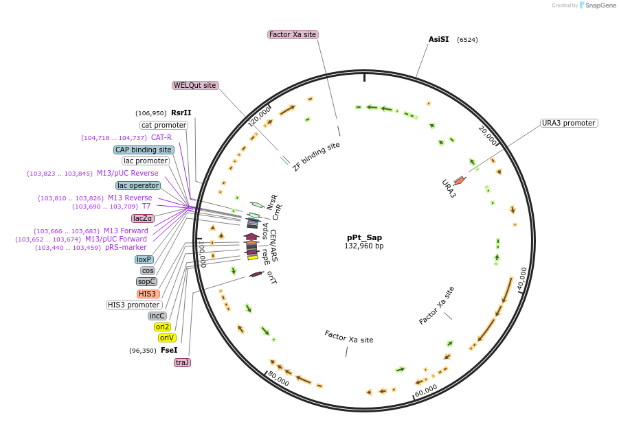 206856-plasmid-map-sequence-id-402696