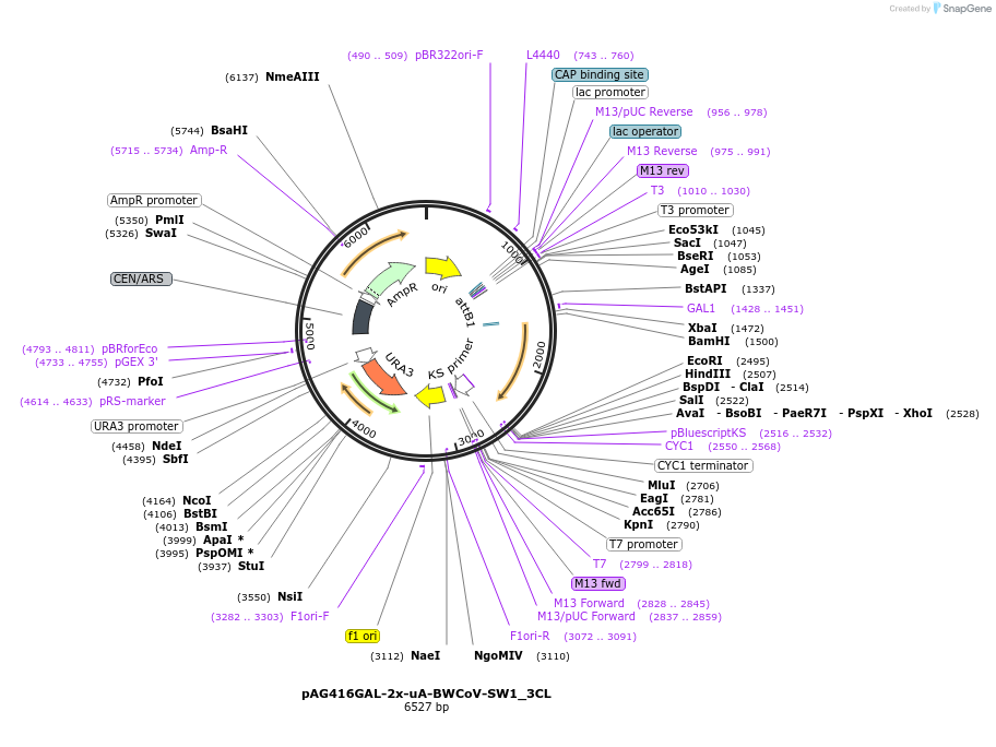 201936-plasmid-map-sequence-id-402751