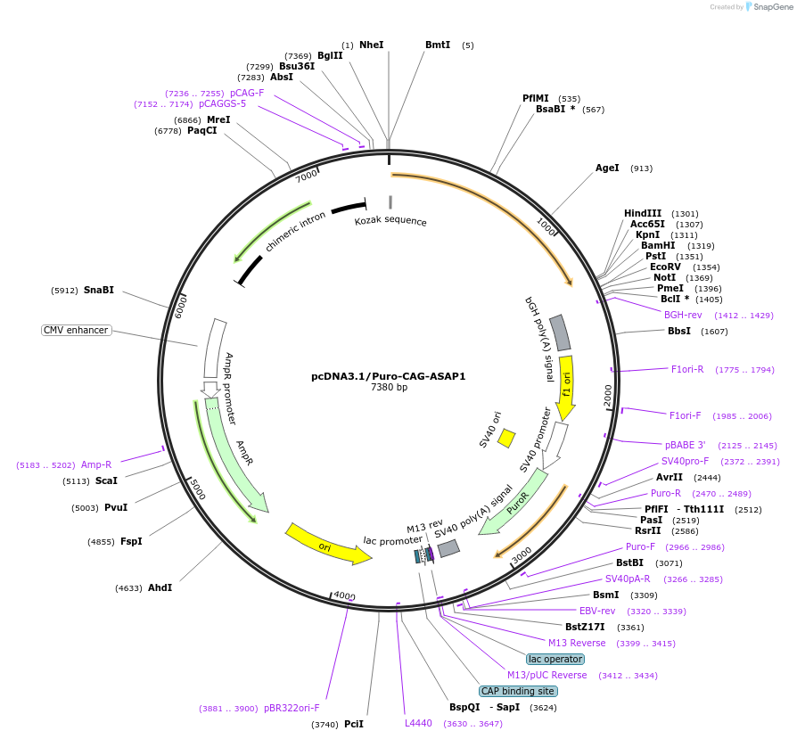 52519-plasmid-map-sequence-id-402752