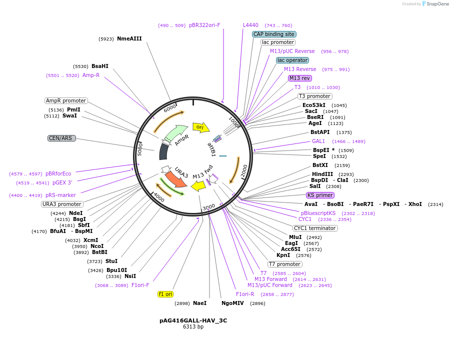 203481-plasmid-map-sequence-id-402754