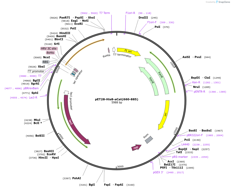 203334-plasmid-map-sequence-id-402784
