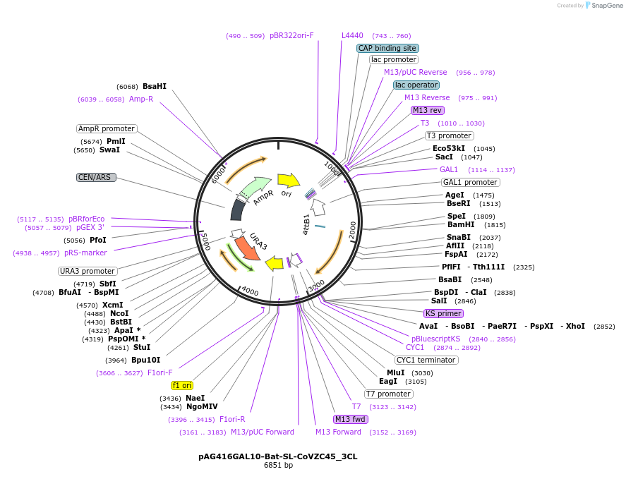 201944-plasmid-map-sequence-id-402788