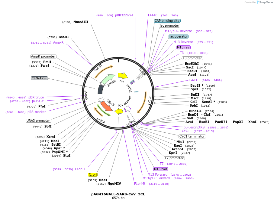 203495-plasmid-map-sequence-id-402789