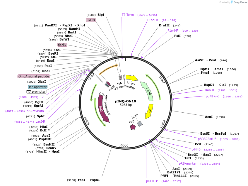 198689-plasmid-map-sequence-id-402802