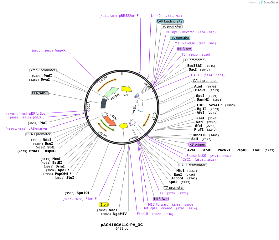 203472-plasmid-map-sequence-id-402803