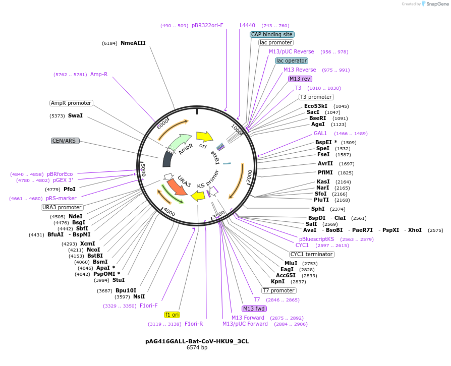 203478-plasmid-map-sequence-id-402804