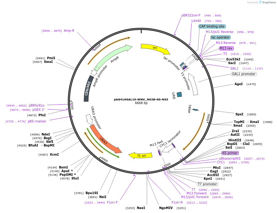 203475-plasmid-map-sequence-id-402805