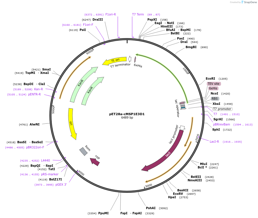 199772-plasmid-map-sequence-id-402810