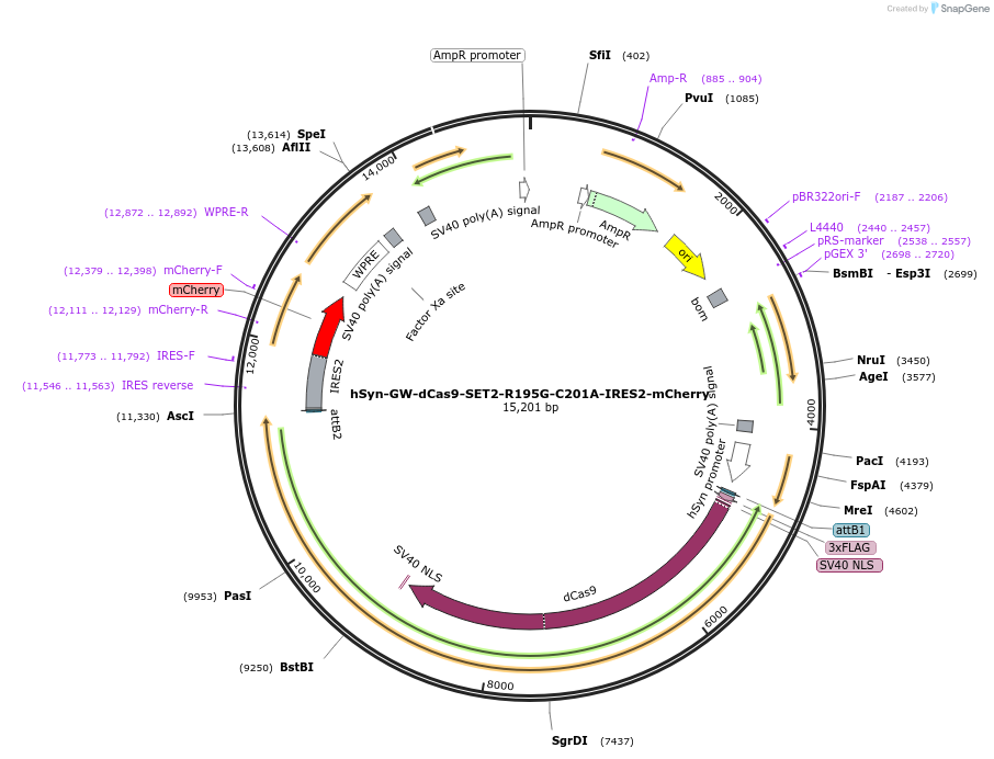 202090-plasmid-map-sequence-id-402835