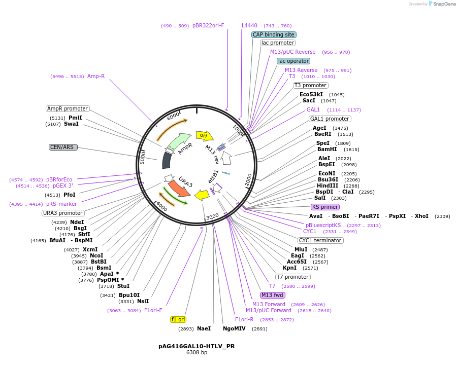 203467-plasmid-map-sequence-id-402840