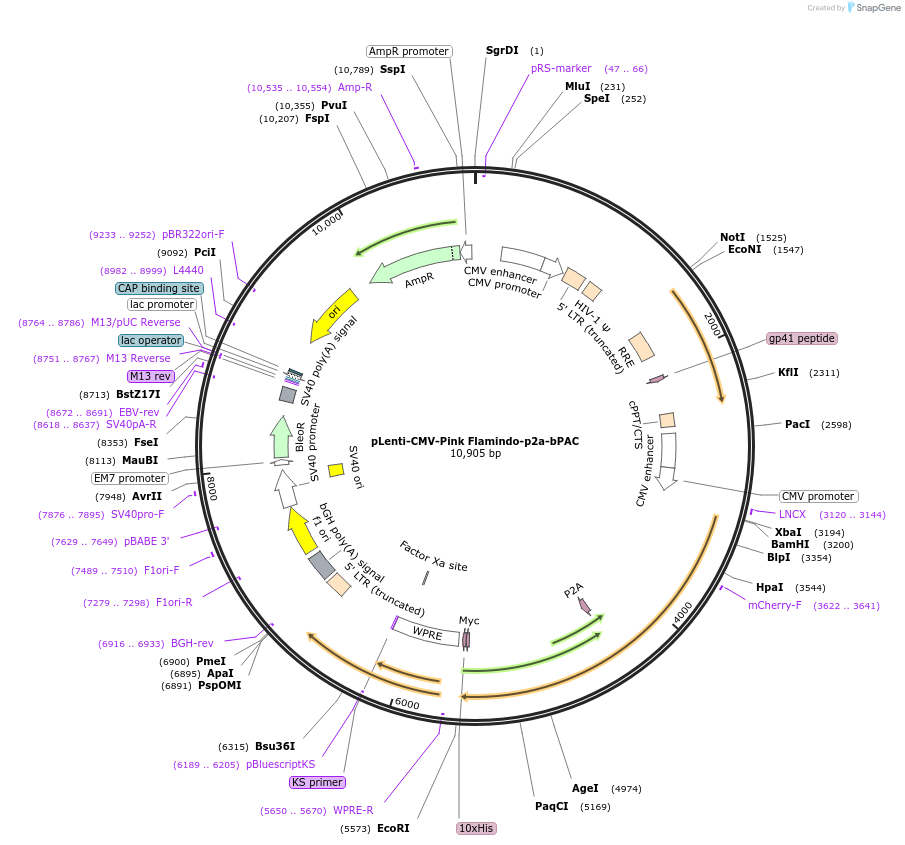 202716-plasmid-map-sequence-id-402843