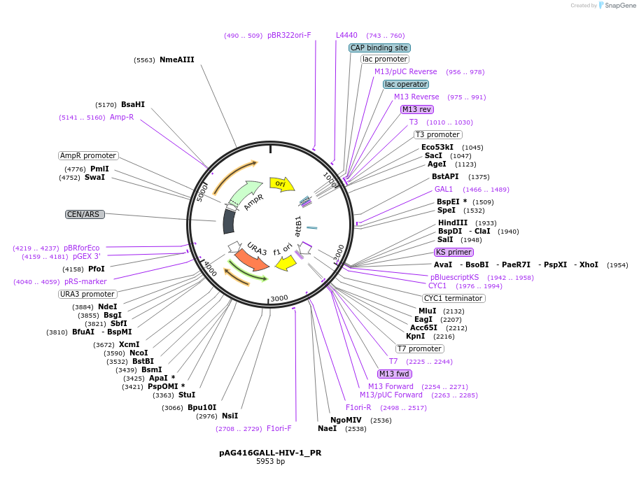 203493-plasmid-map-sequence-id-402844