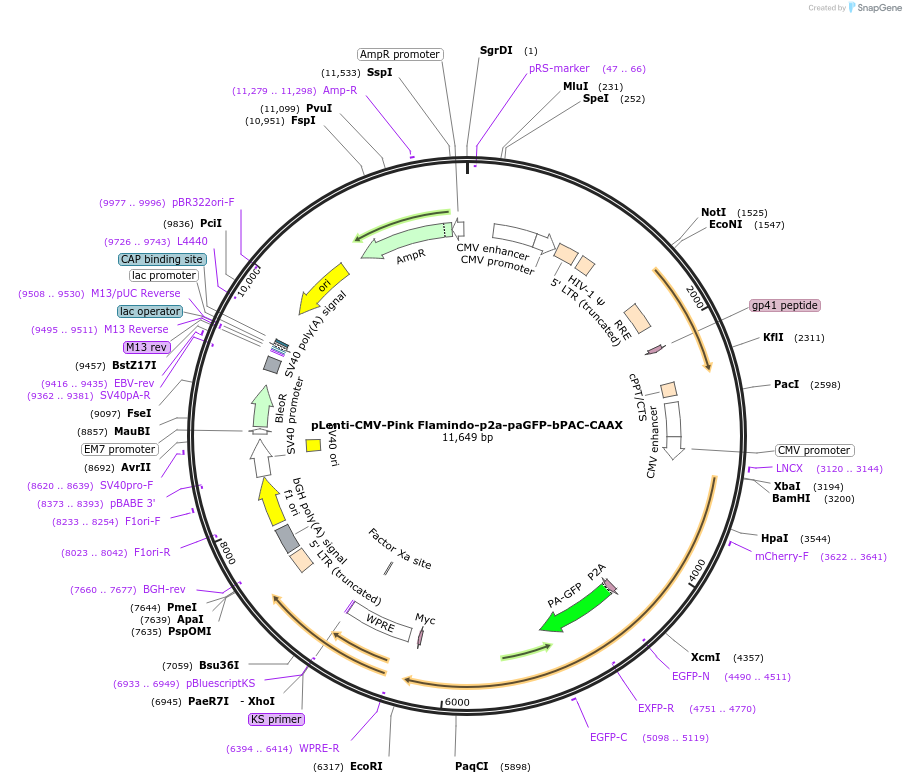 202718-plasmid-map-sequence-id-402847