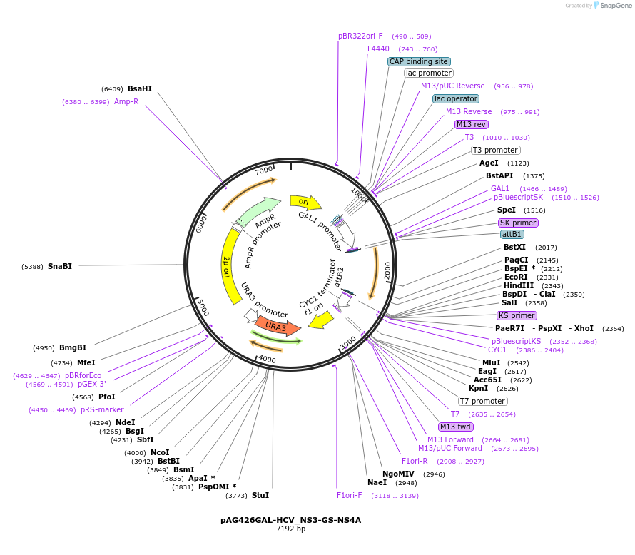 203504-plasmid-map-sequence-id-402848