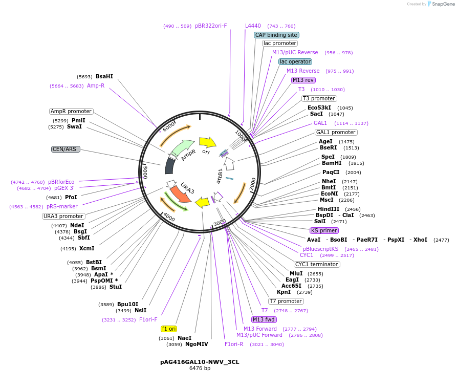 203470-plasmid-map-sequence-id-402850