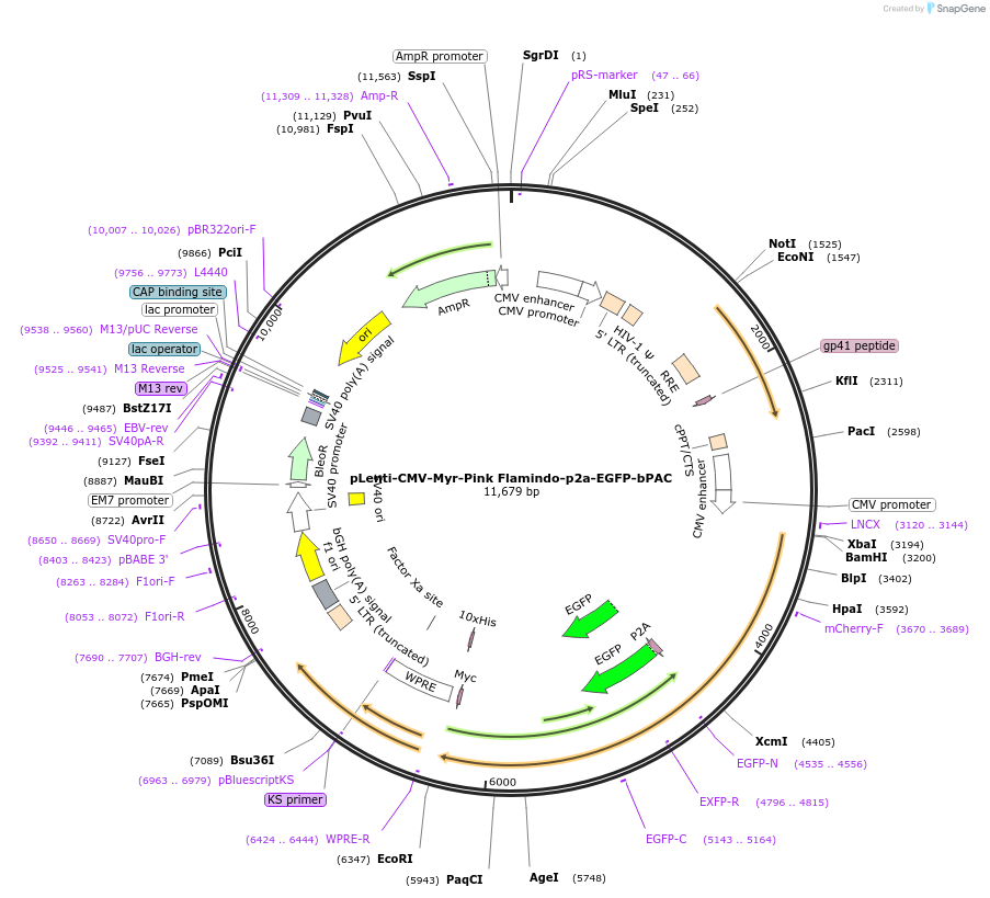 202717-plasmid-map-sequence-id-402853