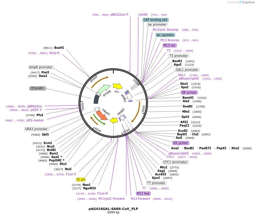 201942-plasmid-map-sequence-id-402854