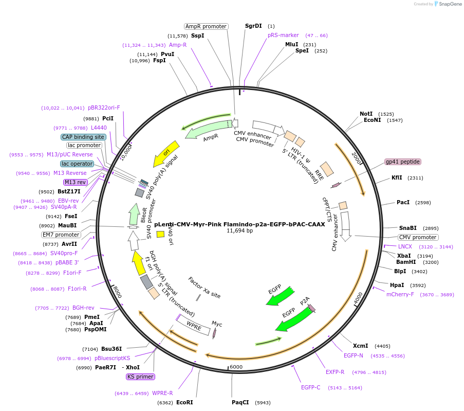 202719-plasmid-map-sequence-id-402860