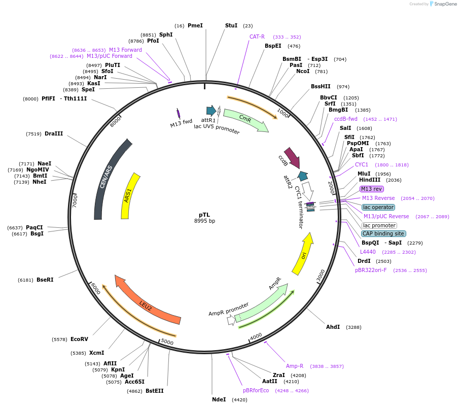 203176-plasmid-map-sequence-id-402861