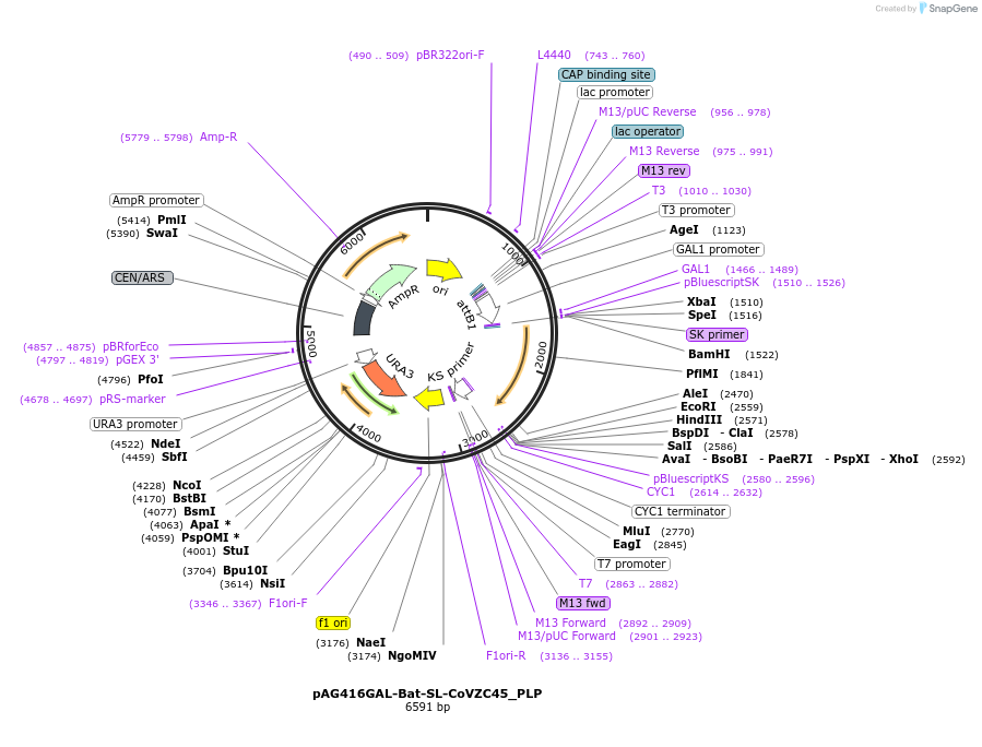 201939-plasmid-map-sequence-id-402868