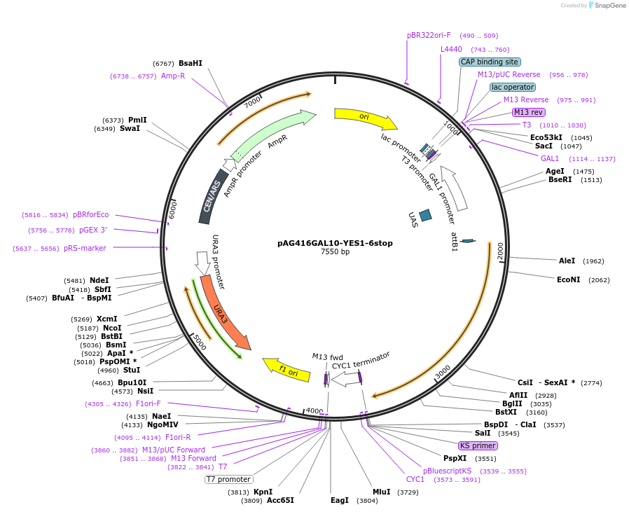 203476-plasmid-map-sequence-id-402869