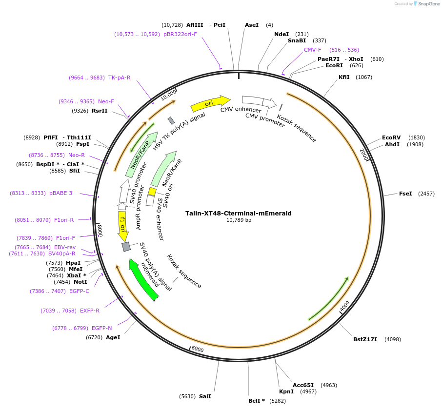 202360-plasmid-map-sequence-id-402870