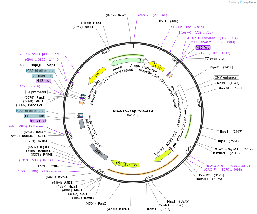 203665-plasmid-map-sequence-id-402878