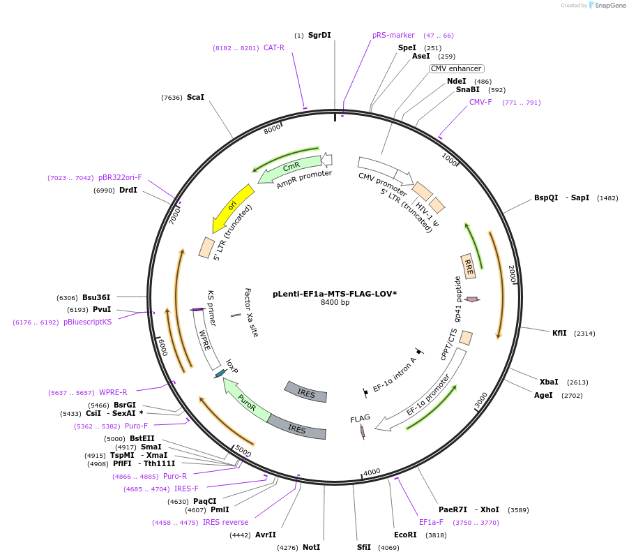 202208-plasmid-map-sequence-id-402886