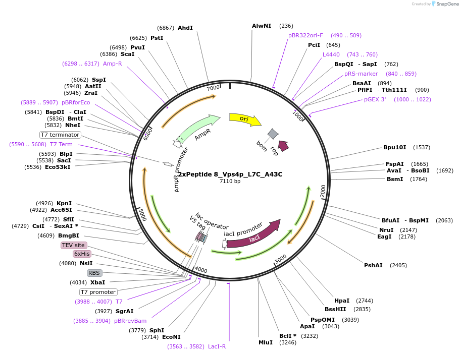 203358-plasmid-map-sequence-id-402891