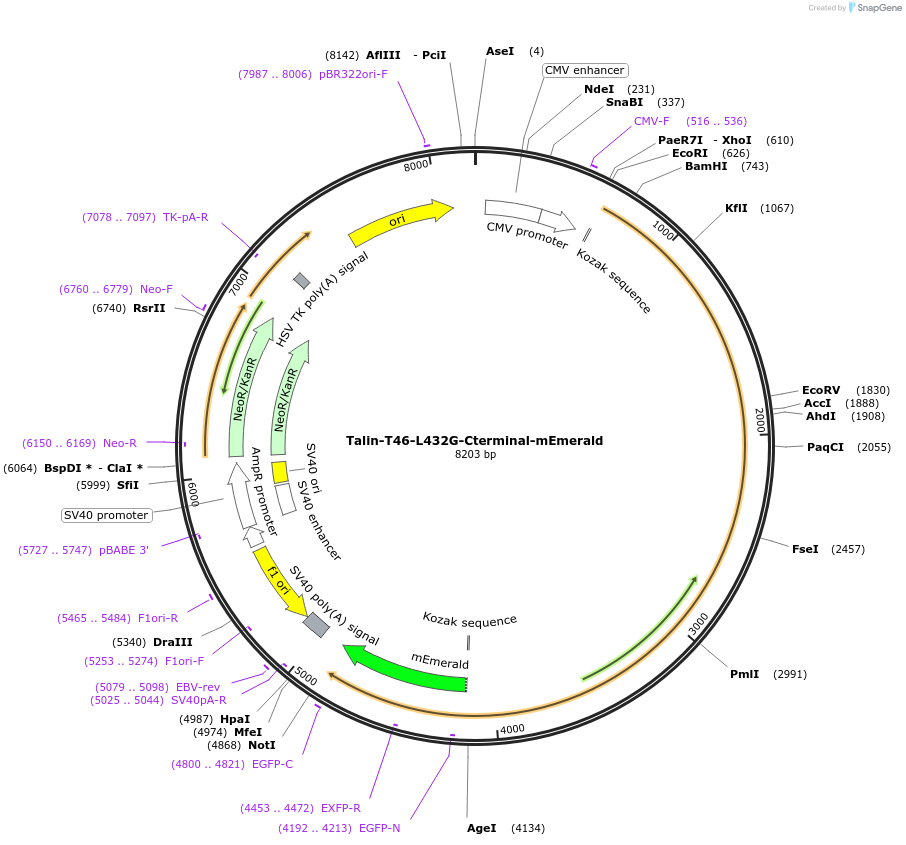 202374-plasmid-map-sequence-id-402897