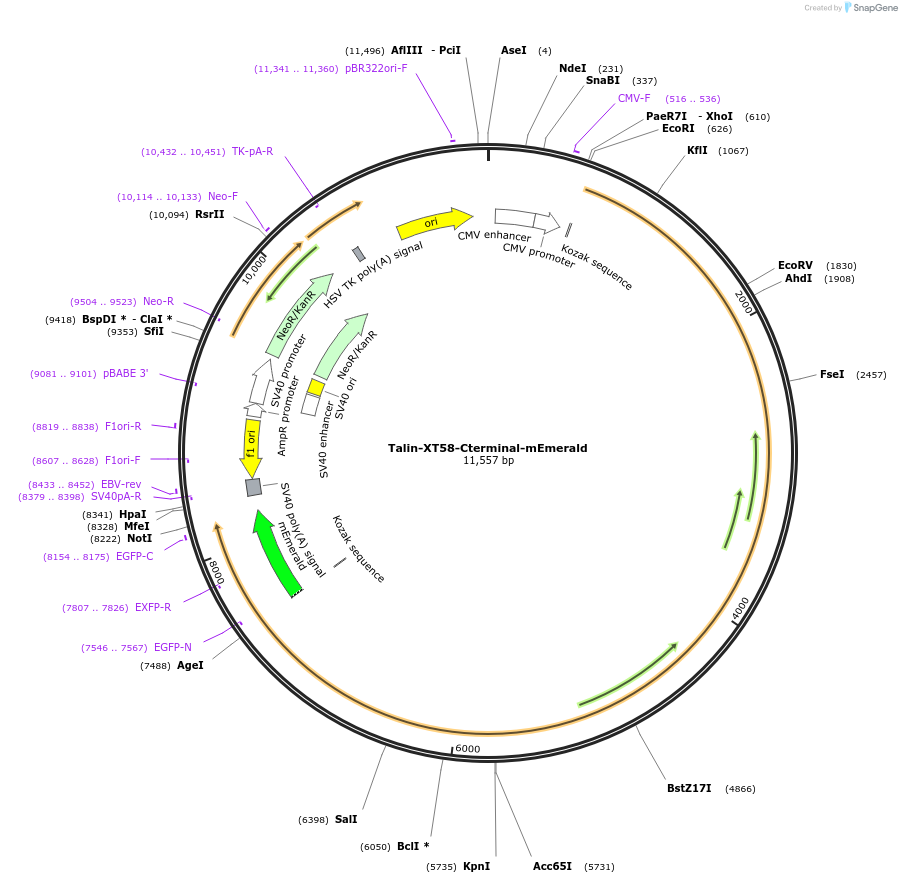 202359-plasmid-map-sequence-id-402899