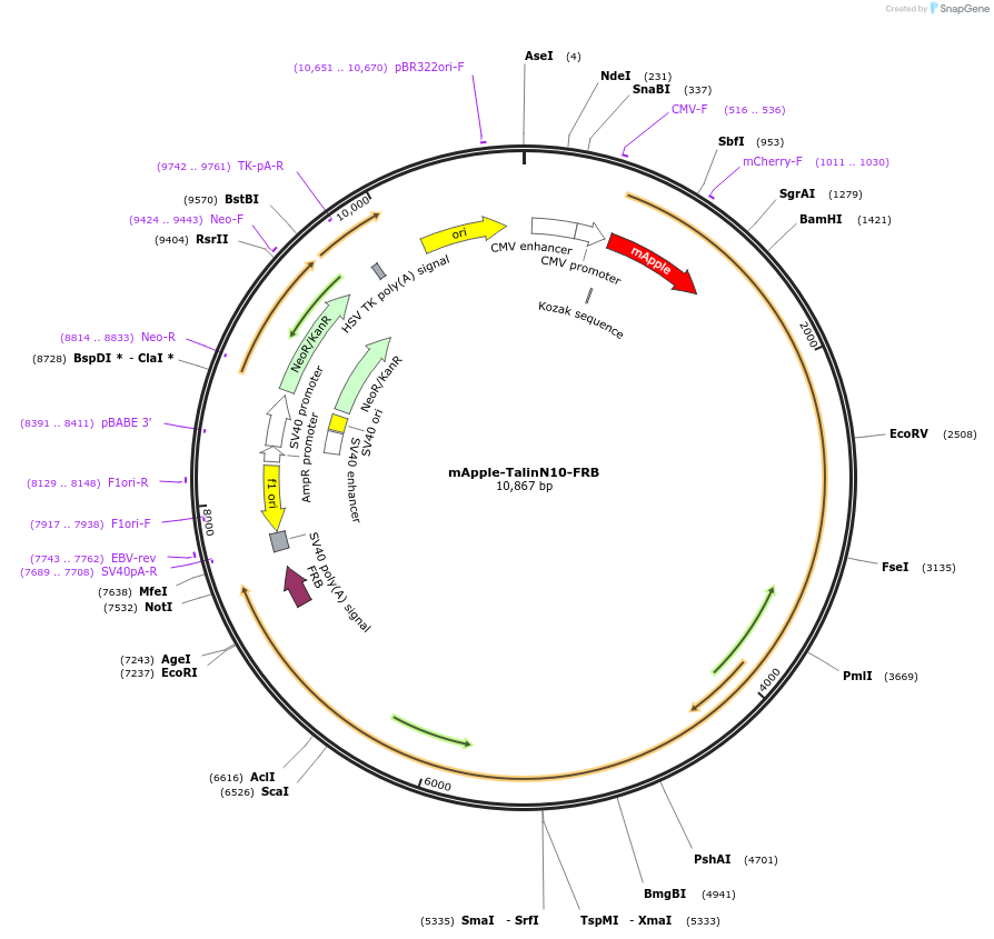 202380-plasmid-map-sequence-id-402900
