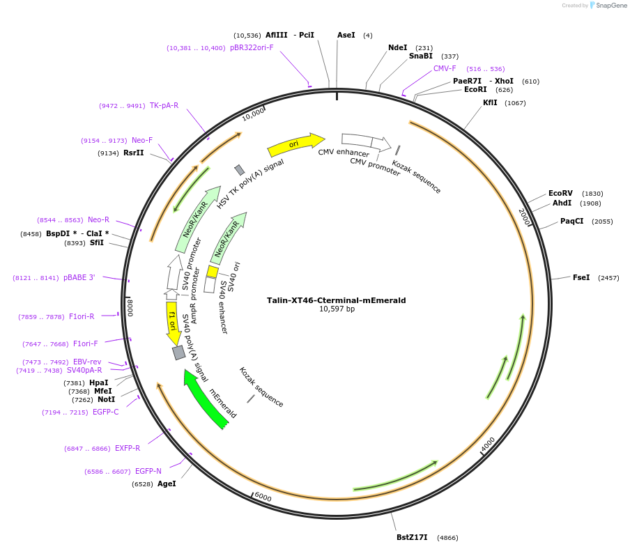 202361-plasmid-map-sequence-id-402903
