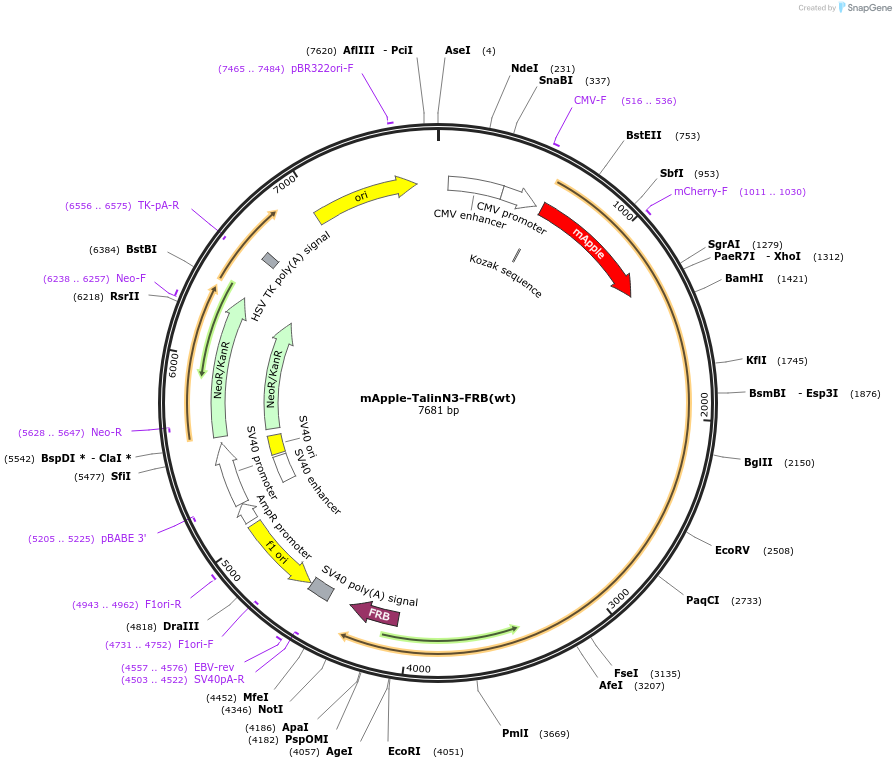 202384-plasmid-map-sequence-id-402906