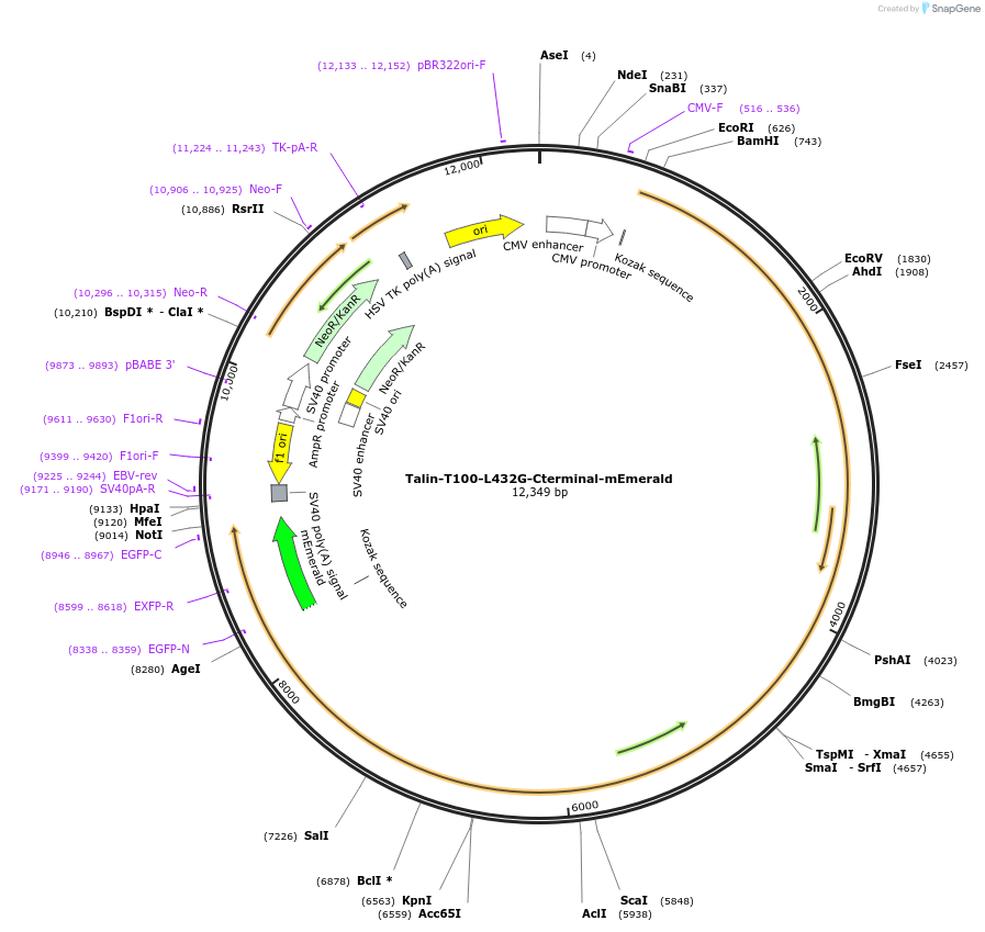 202371-plasmid-map-sequence-id-402908