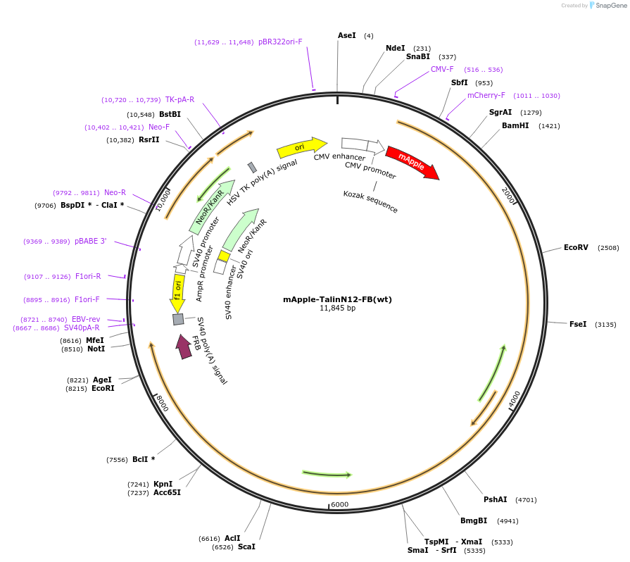 202385-plasmid-map-sequence-id-402909