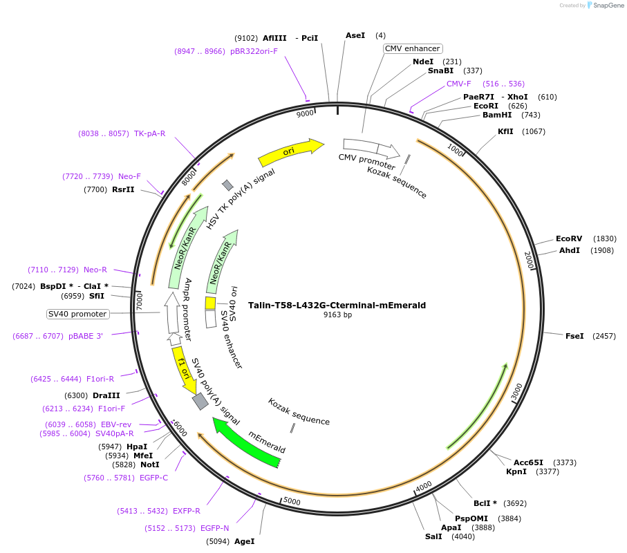 202372-plasmid-map-sequence-id-402912