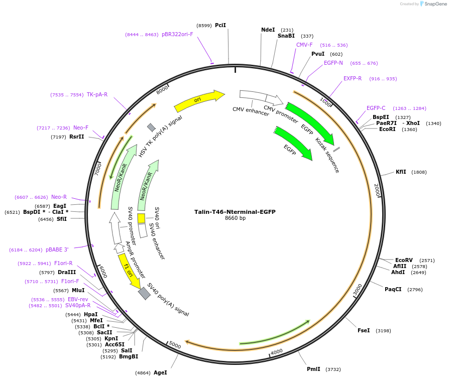 202367-plasmid-map-sequence-id-402913