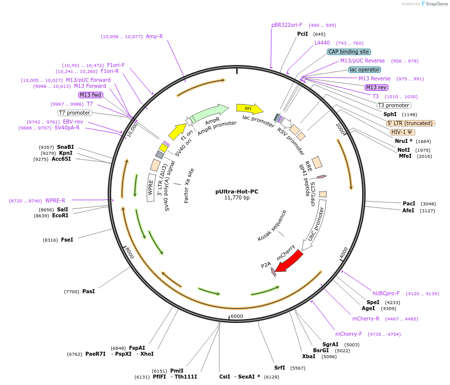 184466-plasmid-map-sequence-id-402914