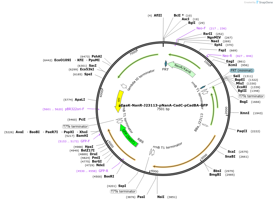 200277-plasmid-map-sequence-id-402915