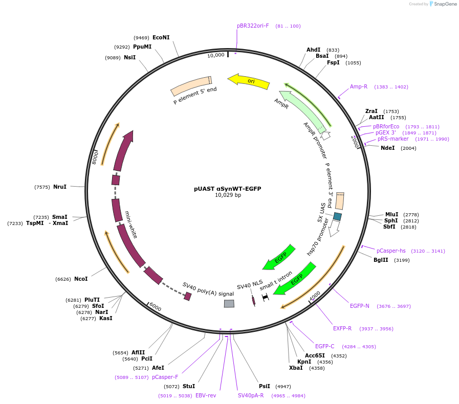 201249-plasmid-map-sequence-id-402916